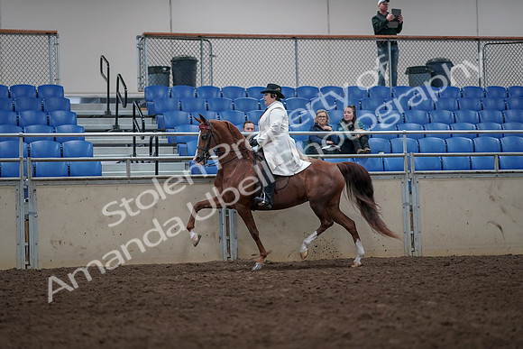 2019 Morgan Horse Show - Aug 31, 2019 - 08566