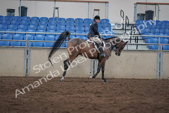 2019 Morgan Horse Show - Sept 01, 2019 - 08816
