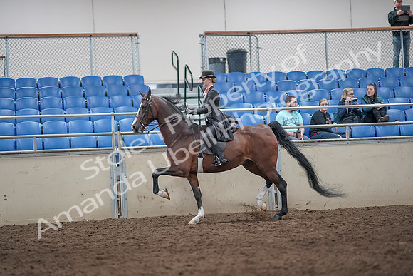 2019 Morgan Horse Show - Aug 31, 2019 - 08701