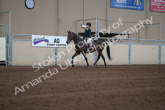 2019 Morgan Horse Show - Sept 01, 2019 - 03964