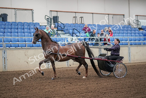 2019 Morgan Horse Show - Aug 30, 2019 - 13066