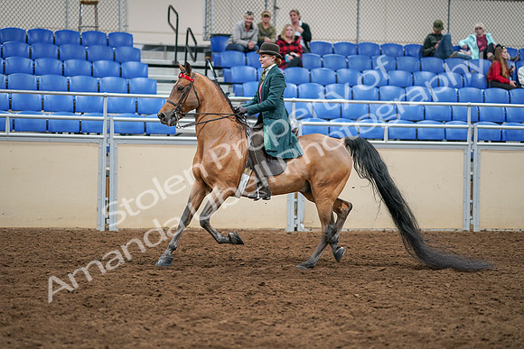 2020 - AB Morgan Horse - Sat, Sept 05 - 13775