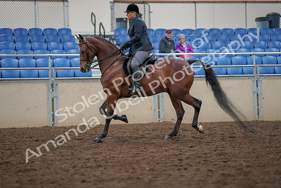 2019 Morgan Horse Show - Aug 30, 2019 - 19895