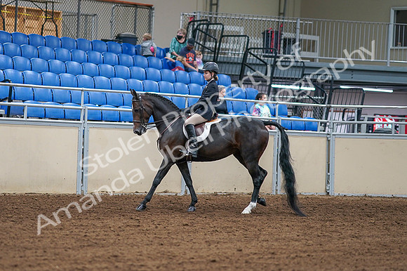 2020 - AB Morgan Horse - Fri, Sept 04 - 01993