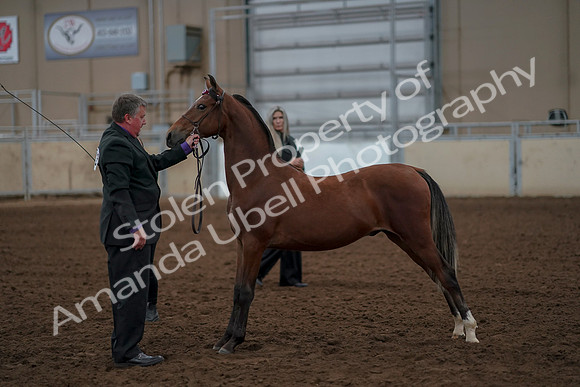 2019 Morgan Horse Show - Aug 30, 2019 - 25574