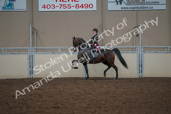 2019 Morgan Horse Show - Aug 30, 2019 - 28336