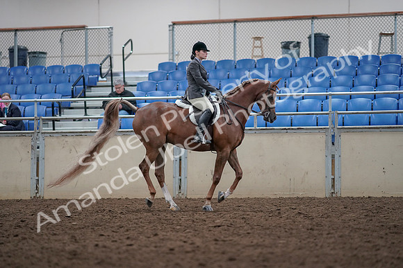 2019 Morgan Horse Show - Aug 31, 2019 - 16078