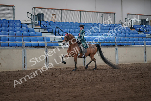 2019 Morgan Horse Show - Sept 01, 2019 - 13149