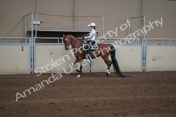 2019 Morgan Horse Show - Sept 01, 2019 - 06936