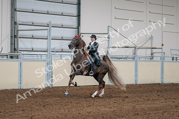 2020 - AB Morgan Horse - Sat, Sept 05 - 13087