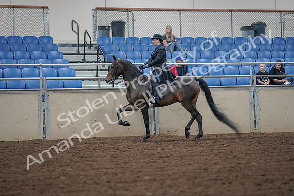2019 Morgan Horse Show - Aug 30, 2019 - 15381