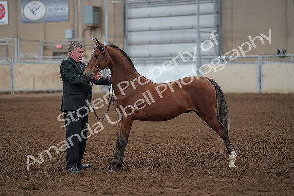 2019 Morgan Horse Show - Aug 30, 2019 - 25616