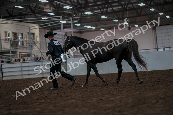 2019 Morgan Horse Show - Aug 31, 2019 - 02061