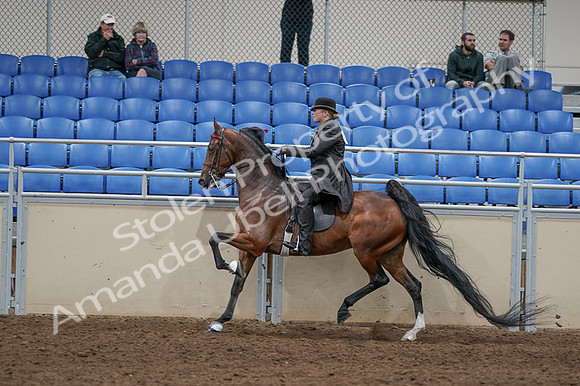 2020 - AB Morgan Horse - Fri, Sept 04 - 09781