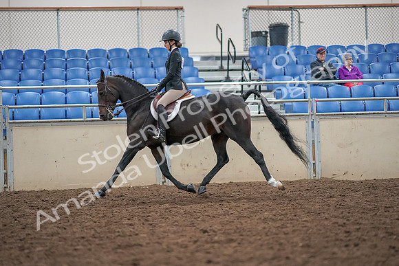 2019 Morgan Horse Show - Aug 30, 2019 - 20400