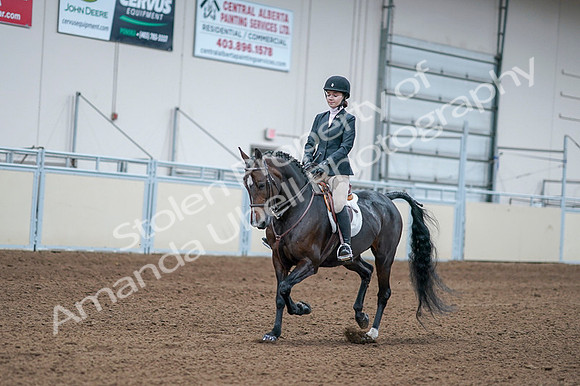 2020 - AB Morgan Horse - Fri, Sept 04 - 06162