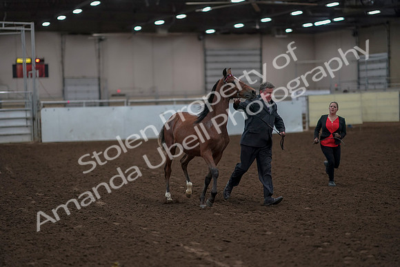 2019 Morgan Horse Show - Aug 31, 2019 - 00215