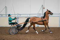 2020 - AB Morgan Horse - Sat, Sept 05 - 12451