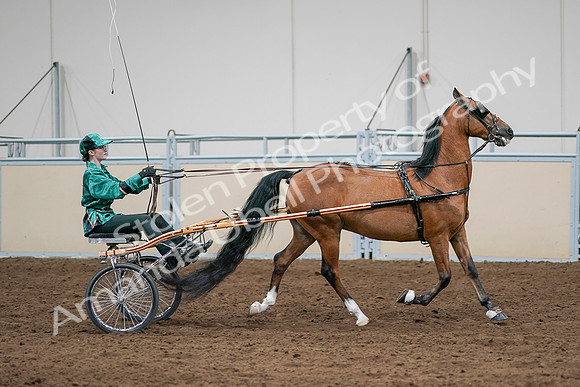 2020 - AB Morgan Horse - Sat, Sept 05 - 12451