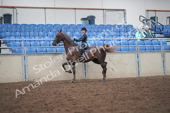 2019 Morgan Horse Show - Aug 30, 2019 - 17908