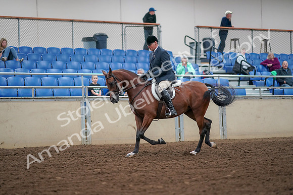 2019 Morgan Horse Show - Aug 30, 2019 - 16279