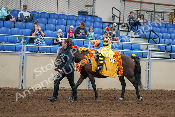 2020 - AB Morgan Horse - Sat, Sept 05 - 05763