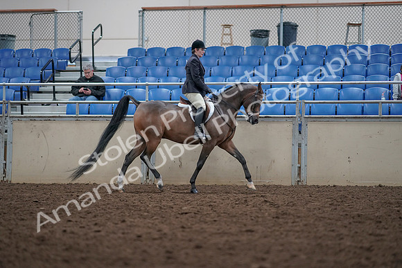 2019 Morgan Horse Show - Aug 31, 2019 - 16182