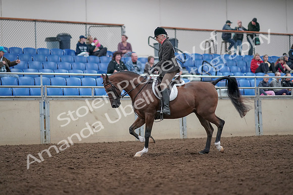 2019 Morgan Horse Show - Aug 31, 2019 - 15958