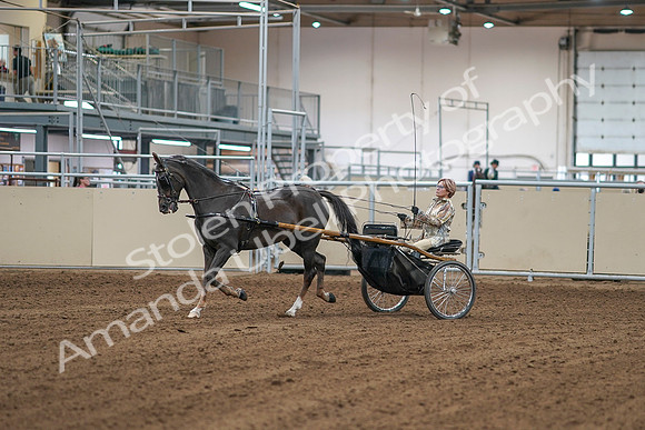 2020 - AB Morgan Horse - Sat, Sept 05 - 05833