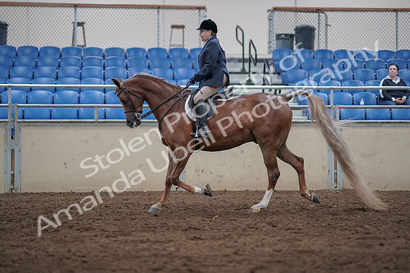 2019 Morgan Horse Show - Sept 01, 2019 - 08542