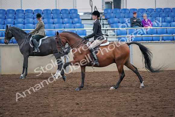 2019 Morgan Horse Show - Aug 30, 2019 - 20514
