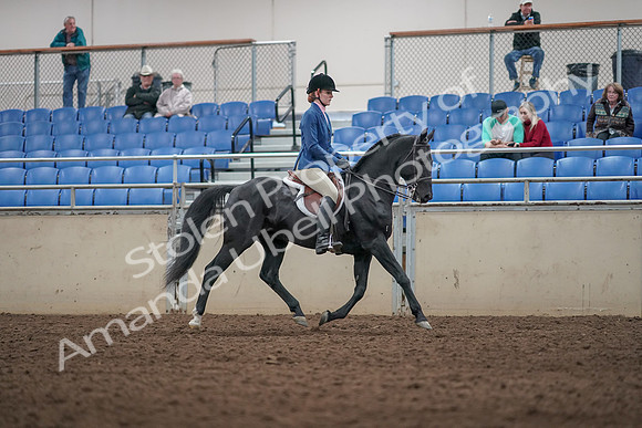 2019 Morgan Horse Show - Aug 31, 2019 - 07392