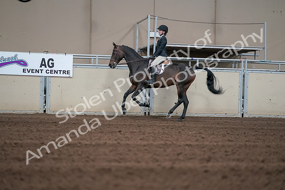 2019 Morgan Horse Show - Sept 01, 2019 - 03731