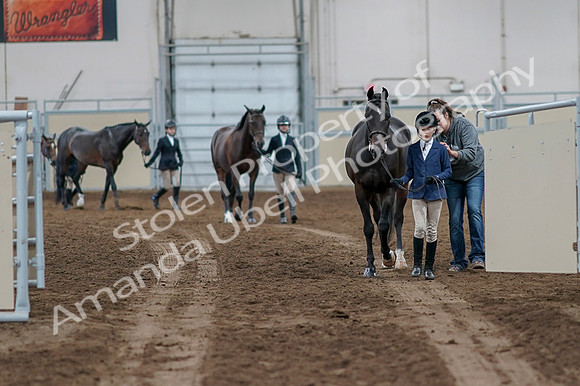 2020 - AB Morgan Horse - Fri, Sept 04 - 00718