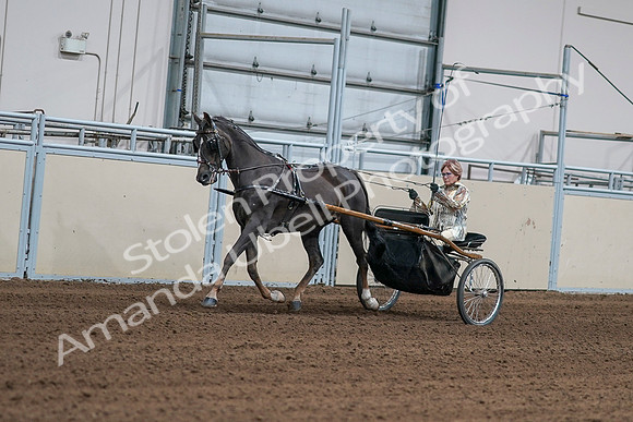 2020 - AB Morgan Horse - Sat, Sept 05 - 05865