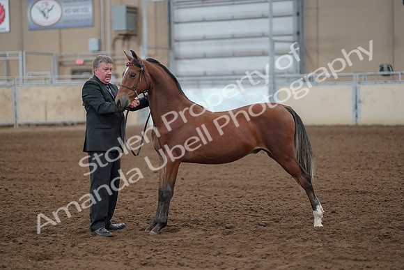 2019 Morgan Horse Show - Aug 30, 2019 - 25603
