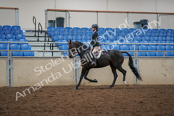 2019 Morgan Horse Show - Aug 30, 2019 - 23300