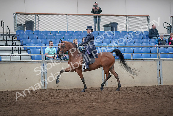 2019 Morgan Horse Show - Aug 31, 2019 - 08646