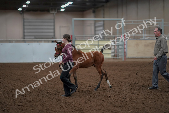 2019 Morgan Horse Show - Aug 30, 2019 - 24791