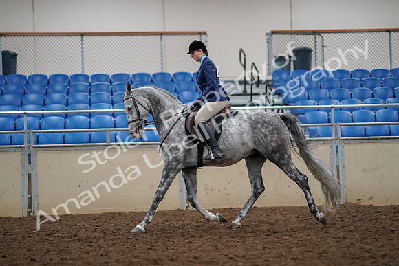 2019 Morgan Horse Show - Aug 30, 2019 - 22283