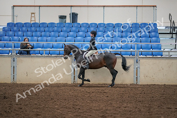 2019 Morgan Horse Show - Aug 30, 2019 - 12152