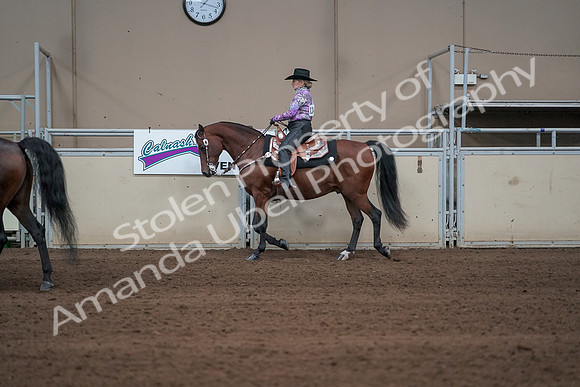 2019 Morgan Horse Show - Sept 01, 2019 - 06878