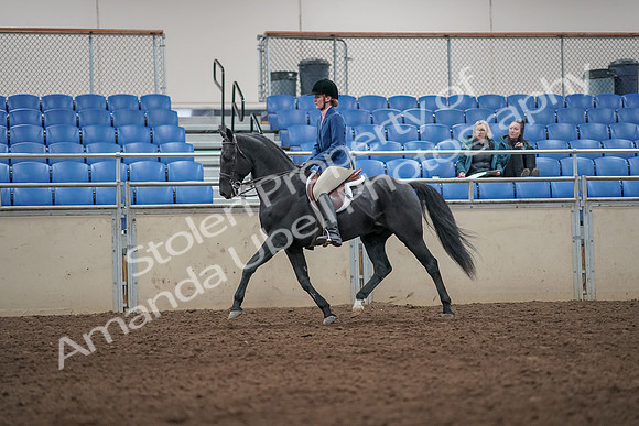 2019 Morgan Horse Show - Aug 31, 2019 - 07223