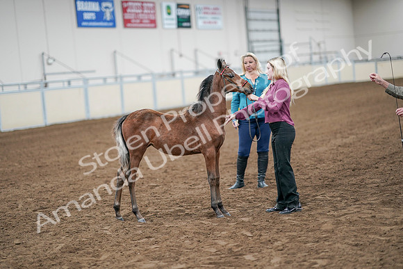 2020 - AB Morgan Horse - Sat, Sept 05 - 00519