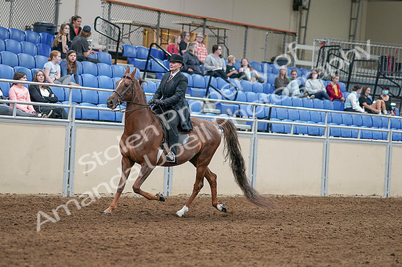 2020 - AB Morgan Horse - Fri, Sept 04 - 08027