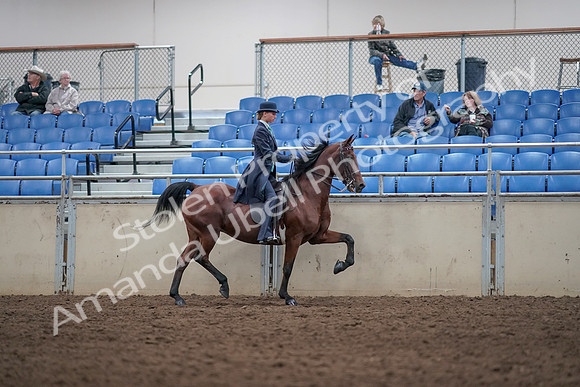 2019 Morgan Horse Show - Aug 31, 2019 - 08876