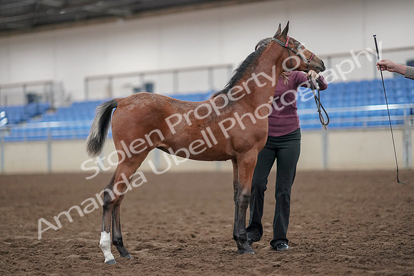 2019 Morgan Horse Show - Aug 31, 2019 - 00444