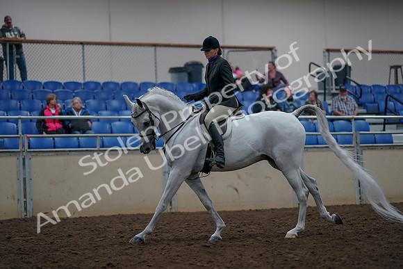 2019 Morgan Horse Show - Aug 31, 2019 - 16019