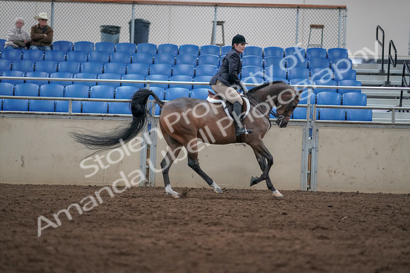 2019 Morgan Horse Show - Sept 01, 2019 - 08810