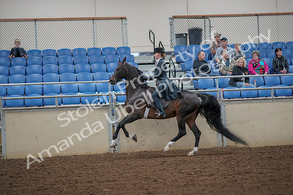 2019 Morgan Horse Show - Aug 30, 2019 - 25187